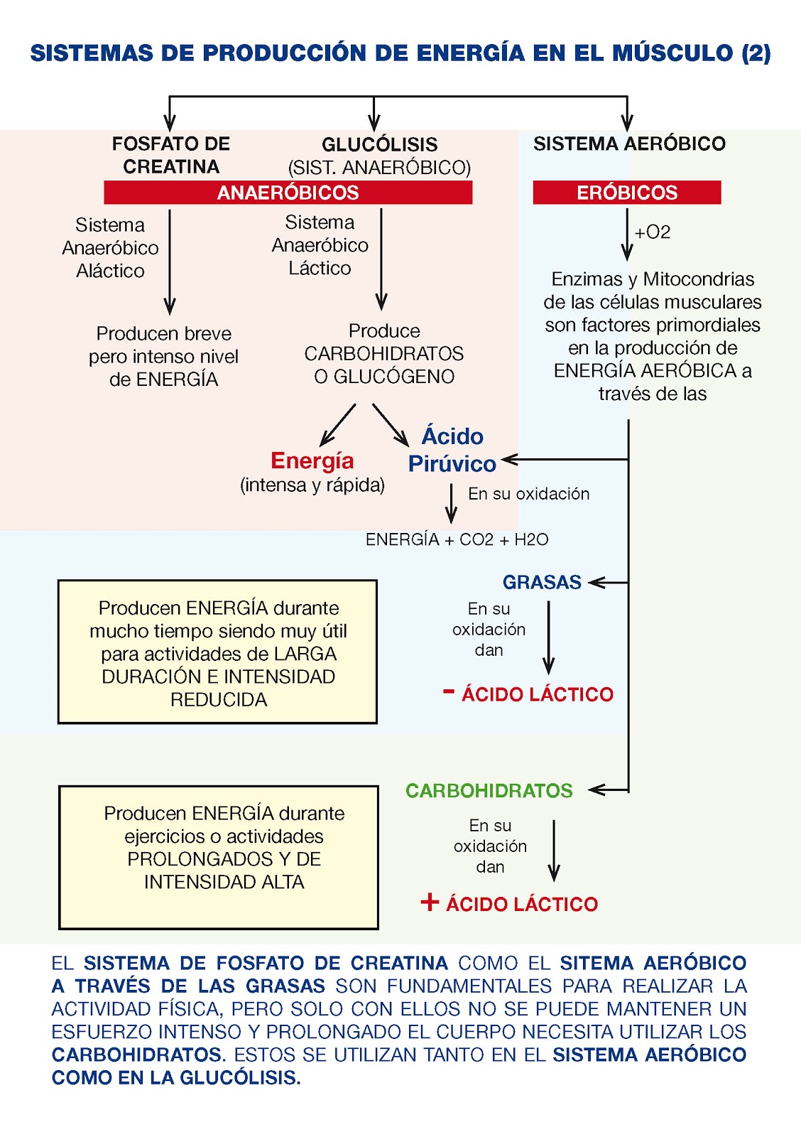 Como se produce acido lactico en el cuerpo